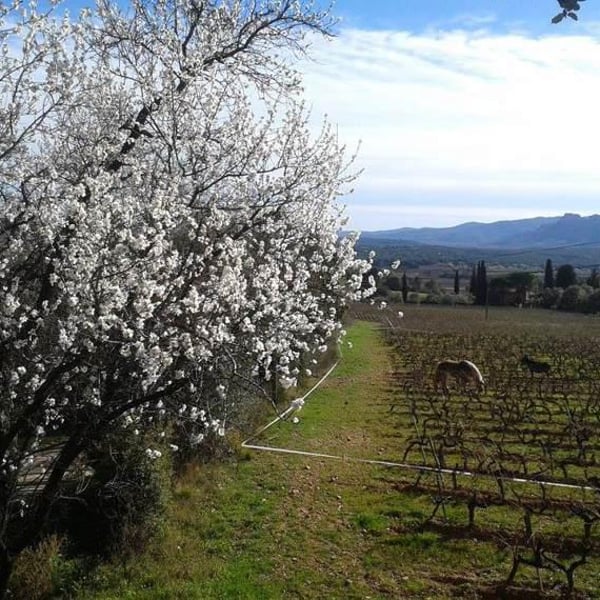 Domaine Terres D'Esclans - Agathe & Fabrice Raymond