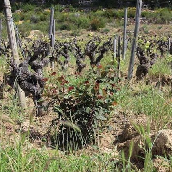 Domaine de la Tour du Bon - Agnès Hocquard-Henry