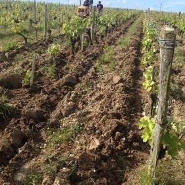 Domaine Mosse - Sylvestre & Joseph Mosse