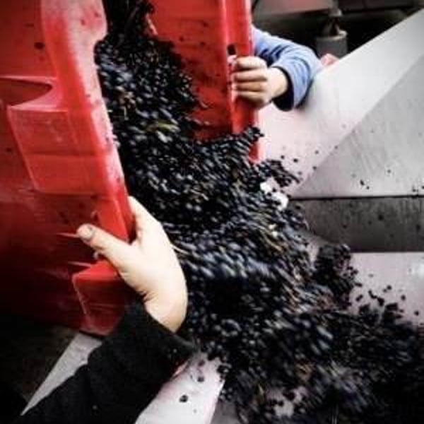Domaine Mosse - Sylvestre & Joseph Mosse