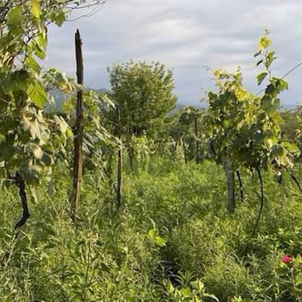 Igavi Wines - Aidan Raftery