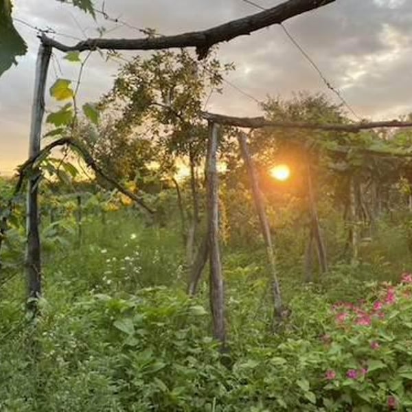 Igavi Wines - Aidan Raftery