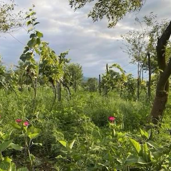 Igavi Wines - Aidan Raftery
