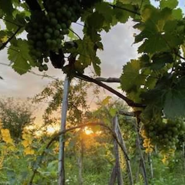 Igavi Wines - Aidan Raftery