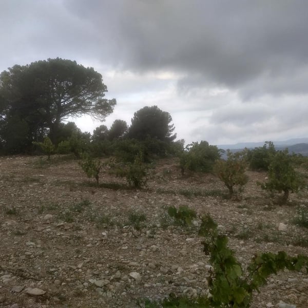 Celler Tarannà Po-ètic - Aitor Espanyol Vallès