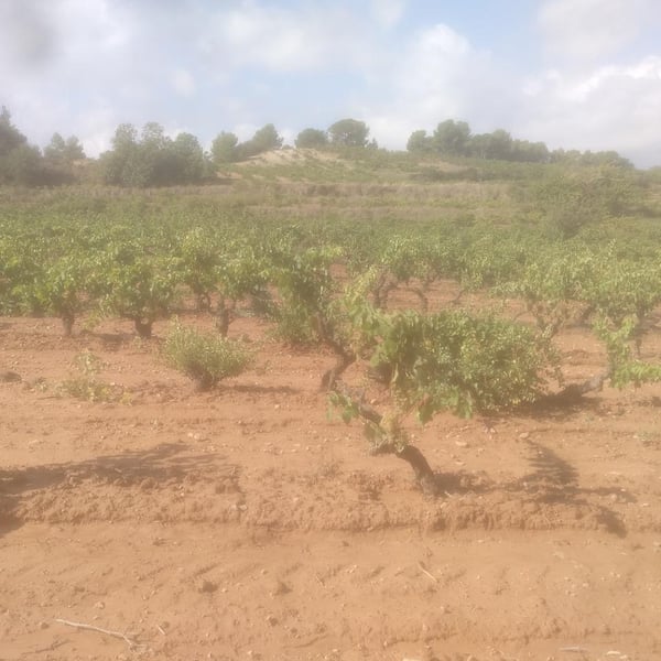 Celler Tarannà Po-ètic - Aitor Espanyol Vallès