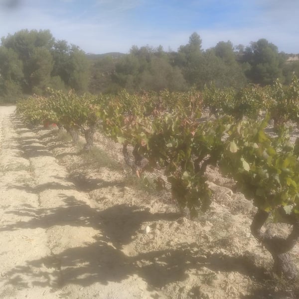 Celler Tarannà Po-ètic - Aitor Espanyol Vallès