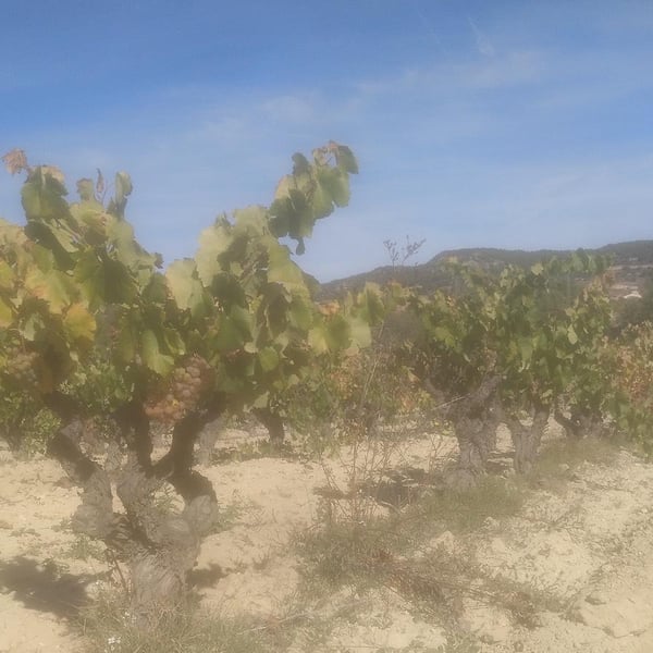 Celler Tarannà Po-ètic - Aitor Espanyol Vallès
