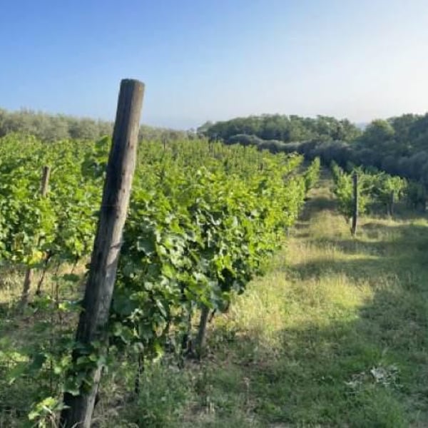 FaeDesfa - Azienda Agricola Fasolo Paolo - Alberto Buratti