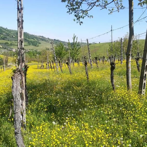 L'Upupa Azienda Agricola - Alberto Di Stefano