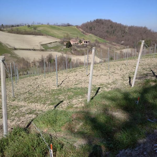 L'Upupa Azienda Agricola - Alberto Di Stefano