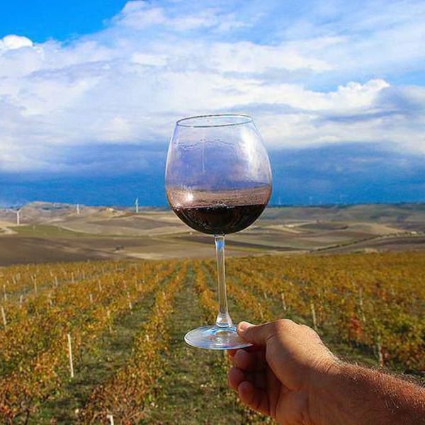 Azienda Agricola Aldo Viola - Aldo Viola