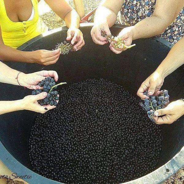 Azienda Agricola Aldo Viola - Aldo Viola