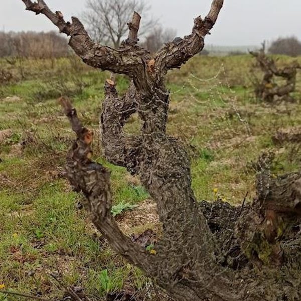 Bodega Punta De Flecha - Alejandro López Martín