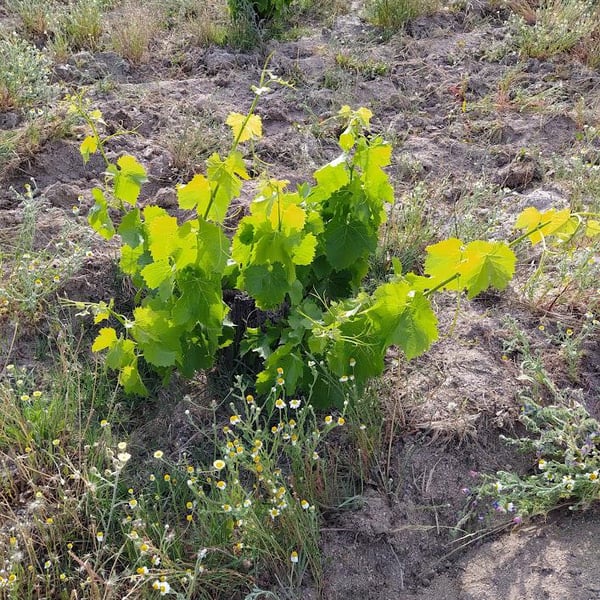 Bodega Punta De Flecha - Alejandro López Martín