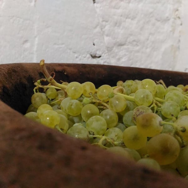 Bodega Punta De Flecha - Alejandro López Martín