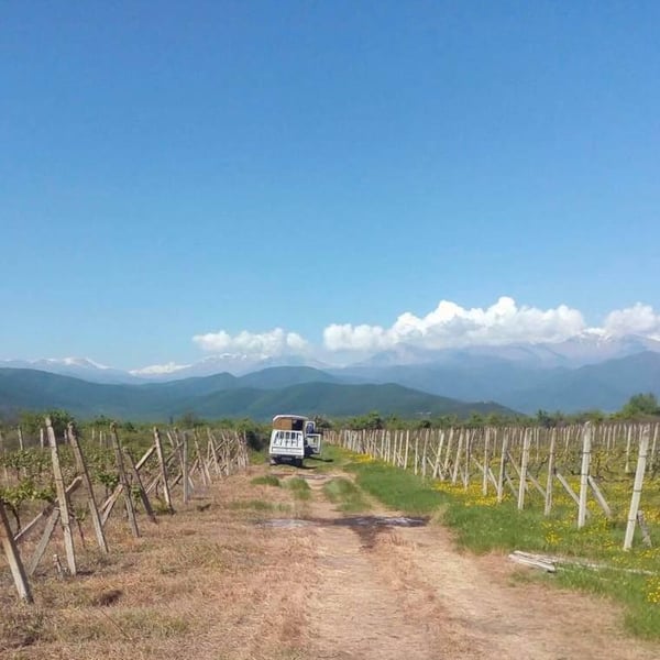 Tsikhelishvili Wines - Aleksi Tsikhelishvili
