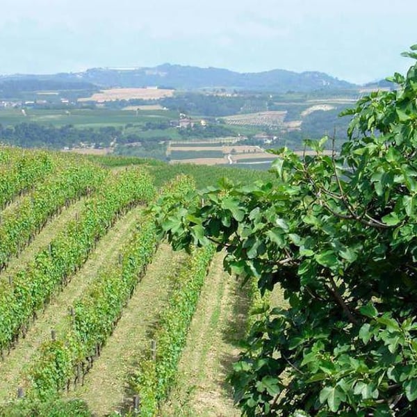 Cascina corte - Alessandro Barosi