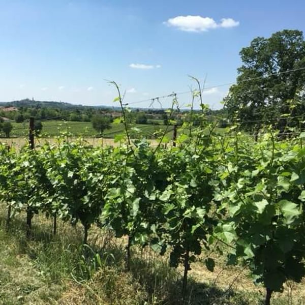 Boschera Winkler | Azienda Agricola Winkler Dott. Alessandro - Alessandro Winkler