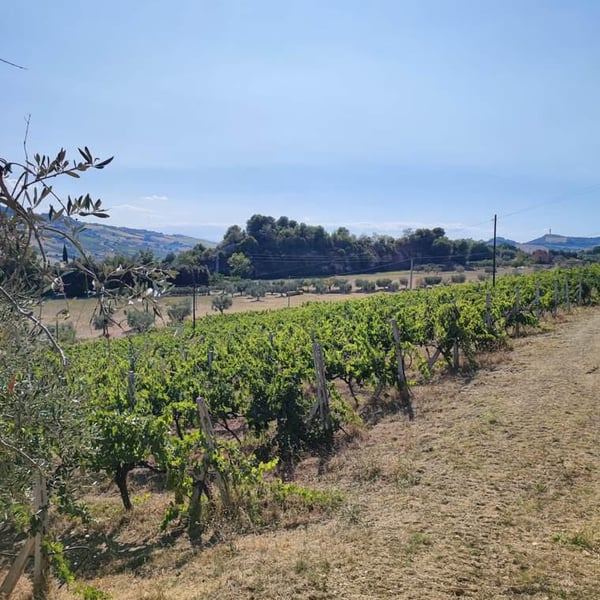 Vigne Cave Col di Tenda - Alessio Zappasodi, Francesco Torquati