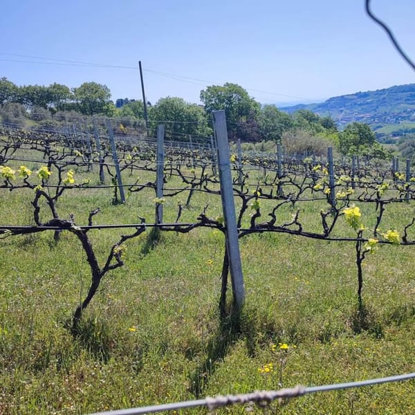 Vigne Cave Col di Tenda - Alessio Zappasodi, Francesco Torquati