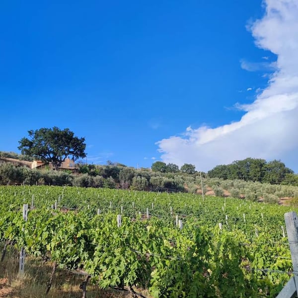 Vigne Cave Col di Tenda - Alessio Zappasodi, Francesco Torquati