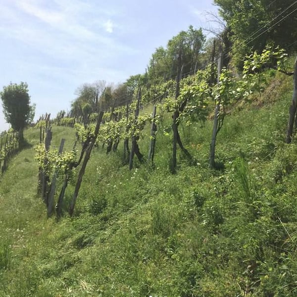 Ombretta Agricola - Alex Della Vecchia