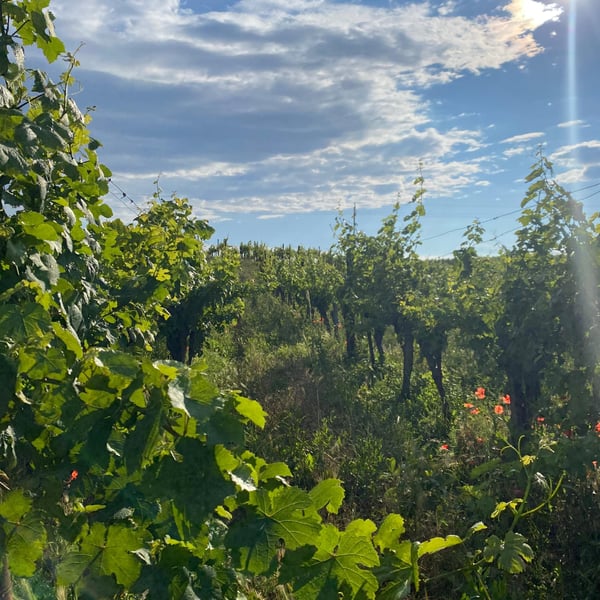 Weingut Koppitsch - Maria & Alex Koppitsch