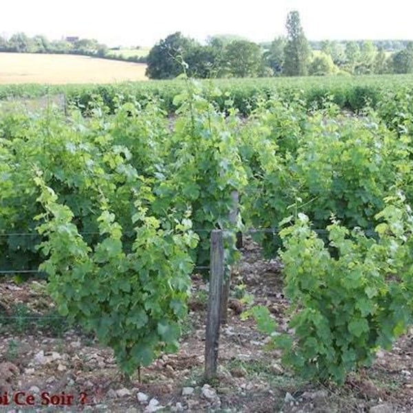 Domaine Alexandre Bain - Alexandre Bain