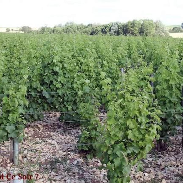 Domaine Alexandre Bain - Alexandre Bain
