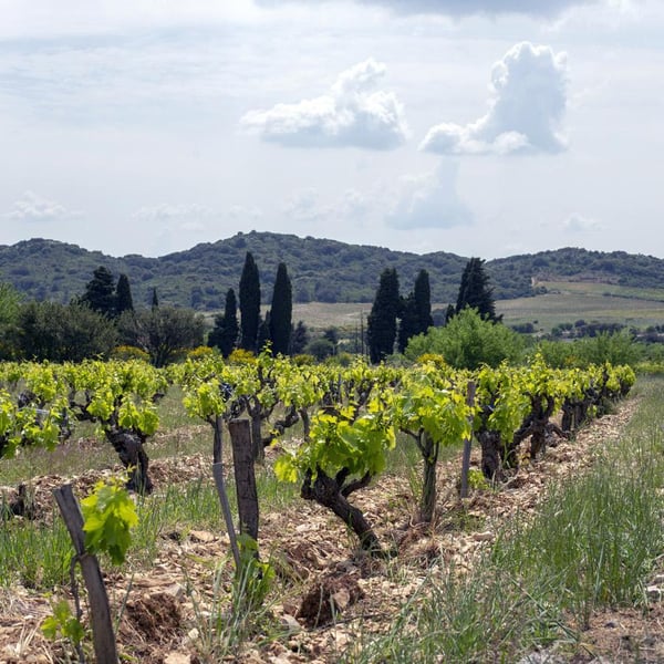 Domaine Alexandre Hote - Alexandre Hote