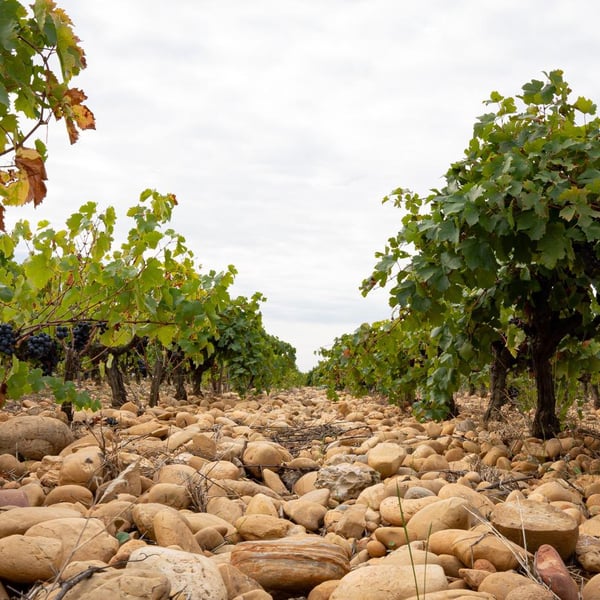 Domaine Alexandre Hote - Alexandre Hote