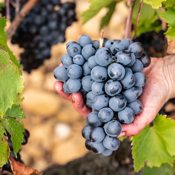Domaine Alexandre Hote - Alexandre Hote