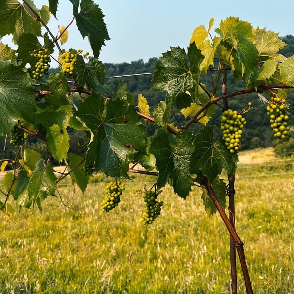 Dear Native Grapes - Alfie Alcántara and Deanna Urciuoli