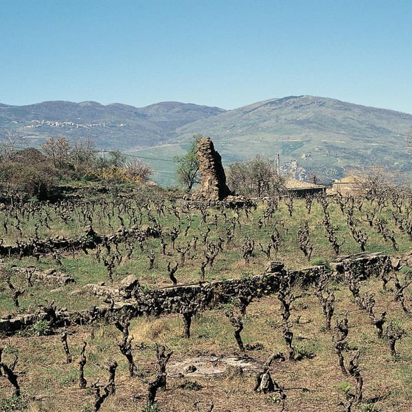 Valcerasa Azienda Agricola Bonaccorsi - Alice Bonaccorsi