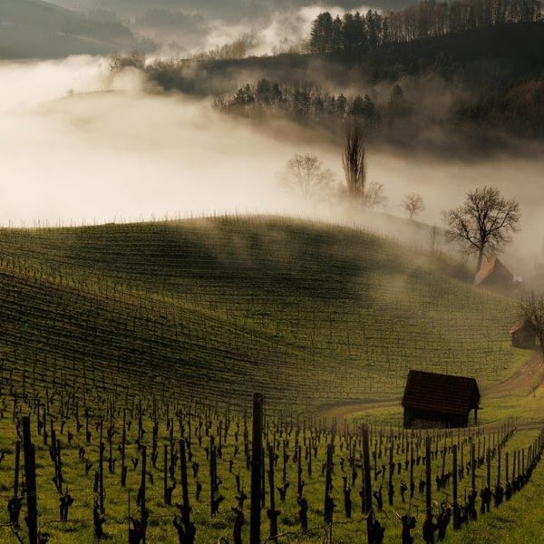 Weingut Tauss - Alice & Roland Tauss