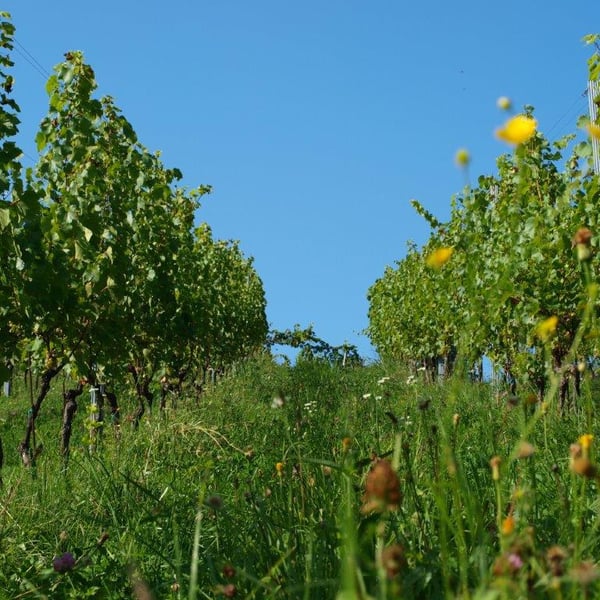 Weingut Tauss - Alice & Roland Tauss