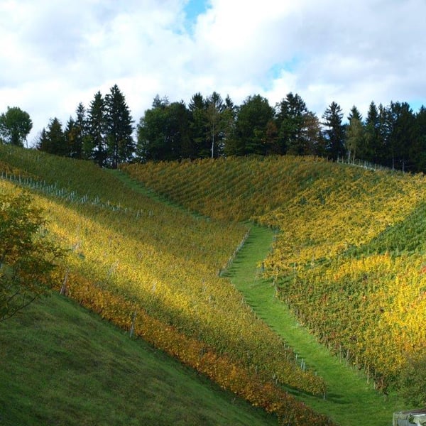 Weingut Tauss - Alice & Roland Tauss