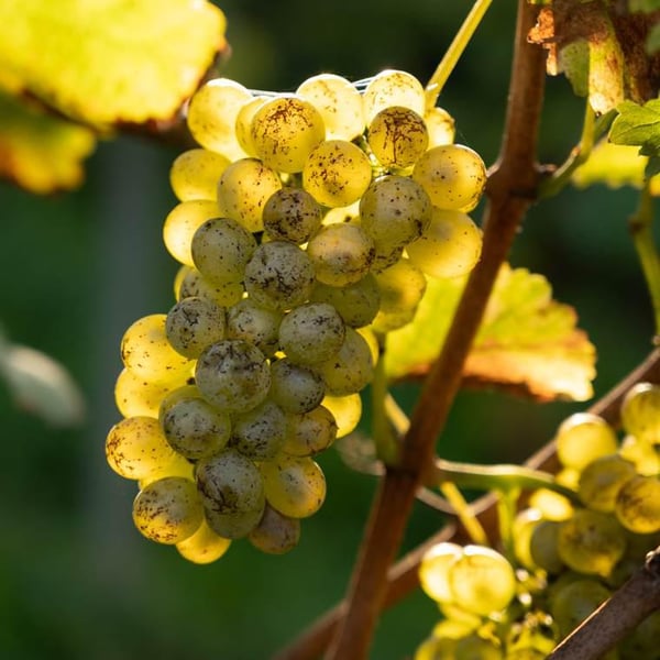Domaine Le Verdus - Aline Solignac & Philippe Rousseau