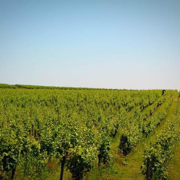 Domaine de l'Enchantoir - Amandine, Jean-Michel & Fabienne Brunet