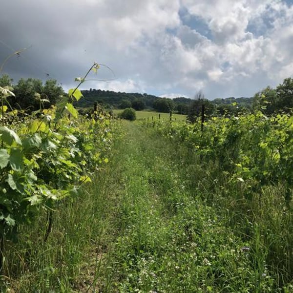 Azienda Agricola Costa Digiano - Amy Wadman & Mirco Lucamarini