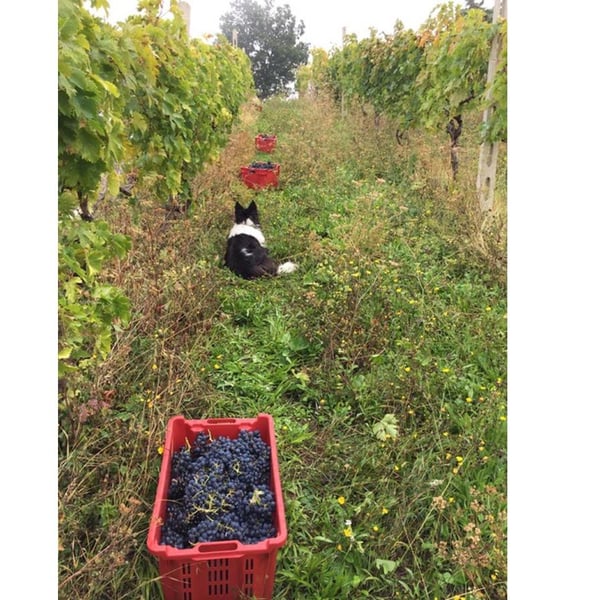Azienda Agricola Costa Digiano - Amy Wadman & Mirco Lucamarini