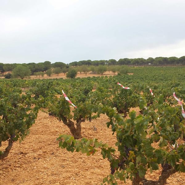 Bodegas Gratias. Familia y Viñedos - Ana Gómez, Iván Gómez, Silvia Araque y José Gómez