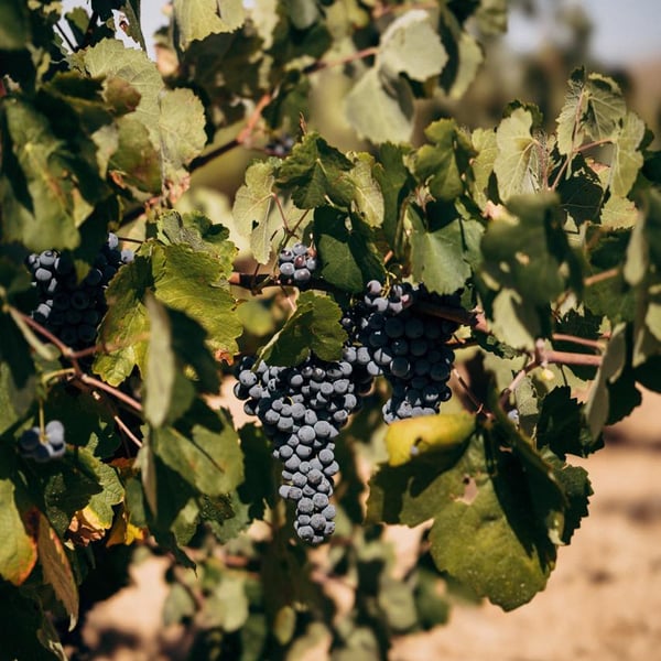 Bodegas Gratias. Familia y Viñedos - Ana Gómez, Iván Gómez, Silvia Araque y José Gómez