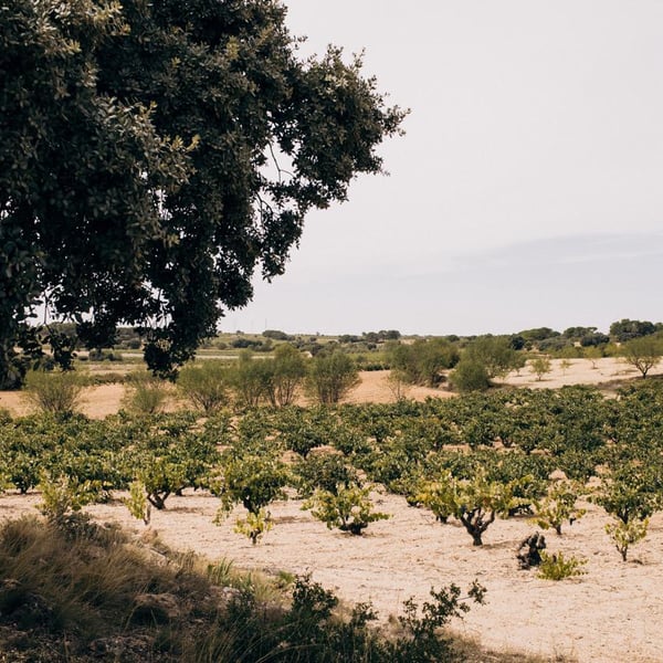 Bodegas Gratias. Familia y Viñedos - Ana Gómez, Iván Gómez, Silvia Araque y José Gómez