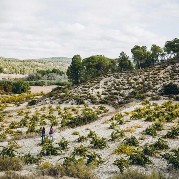 Bodegas Gratias. Familia y Viñedos - Ana Gómez, Iván Gómez, Silvia Araque y José Gómez