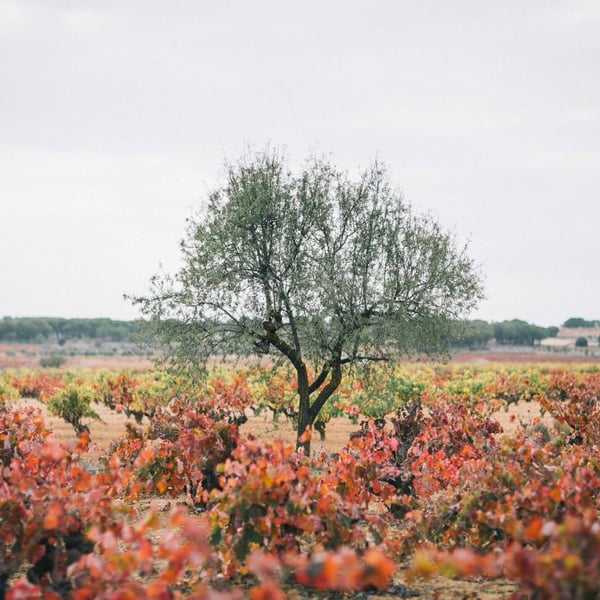Bodegas Gratias. Familia y Viñedos - Ana Gómez, Iván Gómez, Silvia Araque y José Gómez