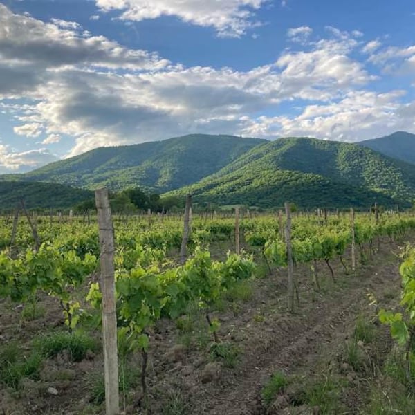 Artana Wines - Anastasia Akhvlediani