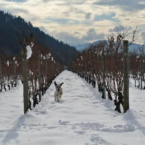 Casteldelpiano Azienda Agricola - Andre Ghigliazza & Sabina Ruffaldi