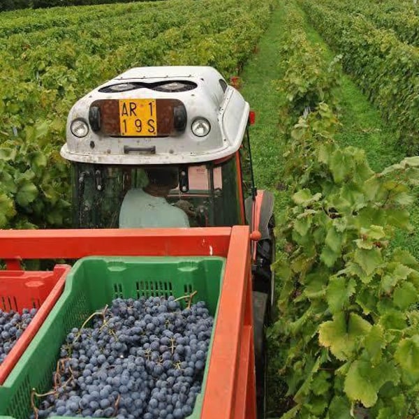 Casteldelpiano Azienda Agricola - Andre Ghigliazza & Sabina Ruffaldi